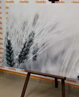 Čiernobiele obrazy Obraz pšeničné pole v čiernobielom prevedení