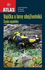 Biológia, fauna a flóra Vajíčka a larvy obojživelníků České republiky - Jan Dvořák,Jaromír Maštera,Vít Zavadil