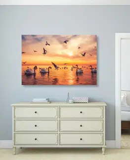 Obrazy zvierat Obraz labute na mori