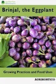 Hobby - ostatné Brinjals, the Eggplant