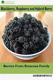 Hobby - ostatné Blackberry, Raspberry and Hybrid Berry