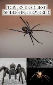 Prírodné vedy - ostatné Top Ten Deadliest Spiders in the World - Slawson Larry