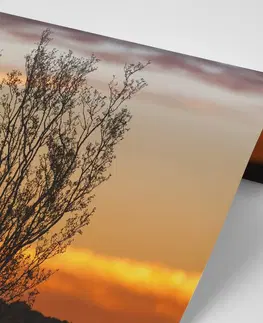 Samolepiace tapety Samolepiaca fototapeta konáriky v západe slnka