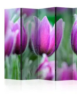 Paravány Paraván Purple spring tulips Dekorhome 135x172 cm (3-dielny)