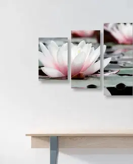 Obrazy kvetov 5-dielny obraz lotosový kvet