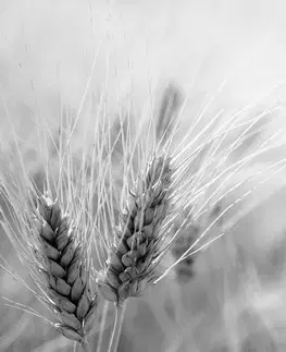 Čiernobiele tapety Fototapeta pšeničné pole v čiernobielom prevedení