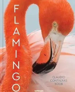Fotografia Flamingo - Claudio Contreras Koob