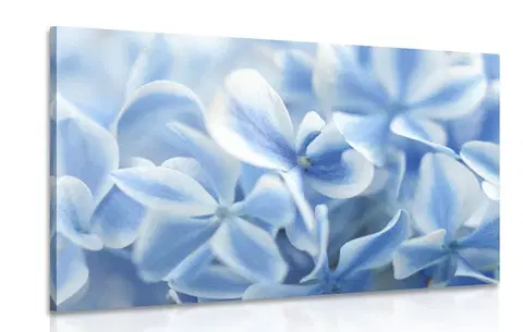 Obrazy kvetov Obraz kvety hortenzie v modrobielom nádychu