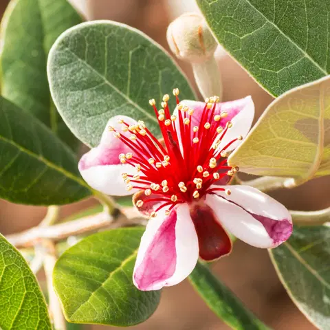 Kvetináče a hrantíky Pestovateľská súprava "Ananásová guajava"