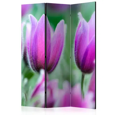 Paravány Paraván Purple spring tulips Dekorhome 135x172 cm (3-dielny)
