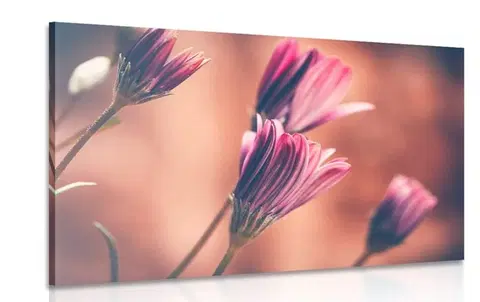 Obrazy kvetov Obraz jemné ružové margarétky