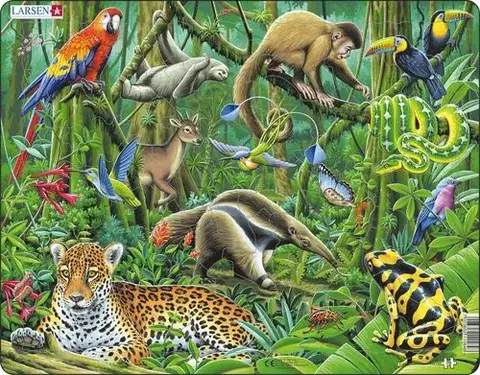 LARSEN puzzle Larsen Puzzle Puzzle Južná Amerika - Dažďový prales zvieratá Larsen FH10-ZZ