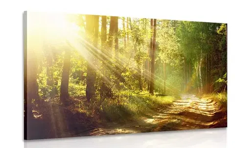 Obrazy prírody a krajiny Obraz slnečné lúče v lese