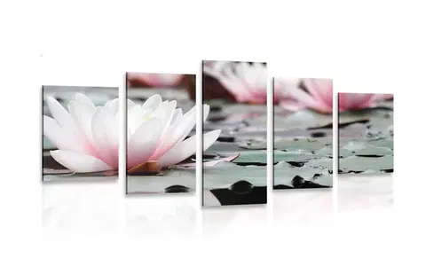 Obrazy kvetov 5-dielny obraz lotosový kvet