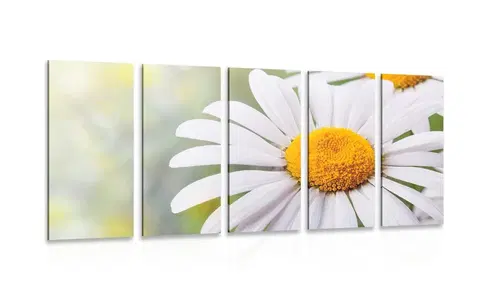 Obrazy kvetov 5-dielny obraz kvety margarétky