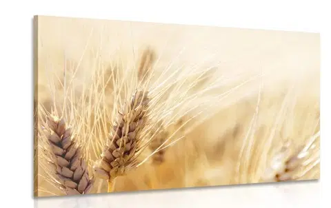 Obrazy prírody a krajiny Obraz pšeničné pole