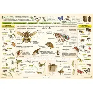 Učebnice - ostatné Hmyz I. diel - A4 karta