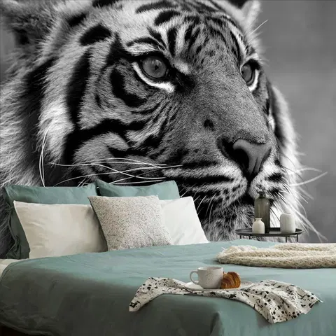 Čiernobiele tapety Fototapeta bengálsky čiernobiely tiger